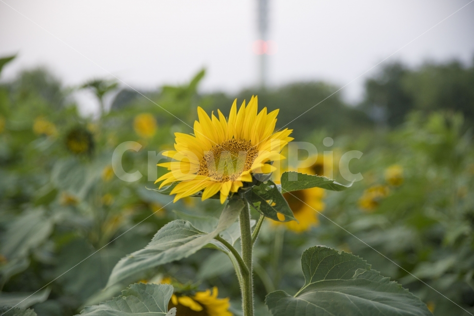 하늘공원,해바라기,꽃,노랑꽃,풍경,여름,계절,summer,season,식물,자연,plants,nature,꽃,flower,plant,blossom