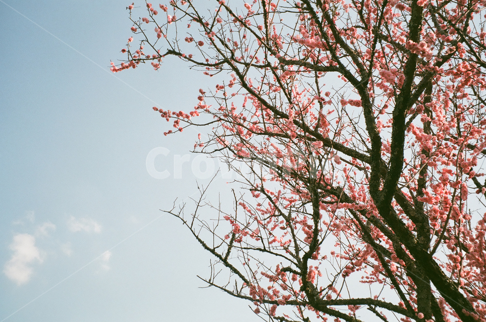 벚꽃,블라썸,blossom,spring,sky,하늘,분홍색,꽃,필름