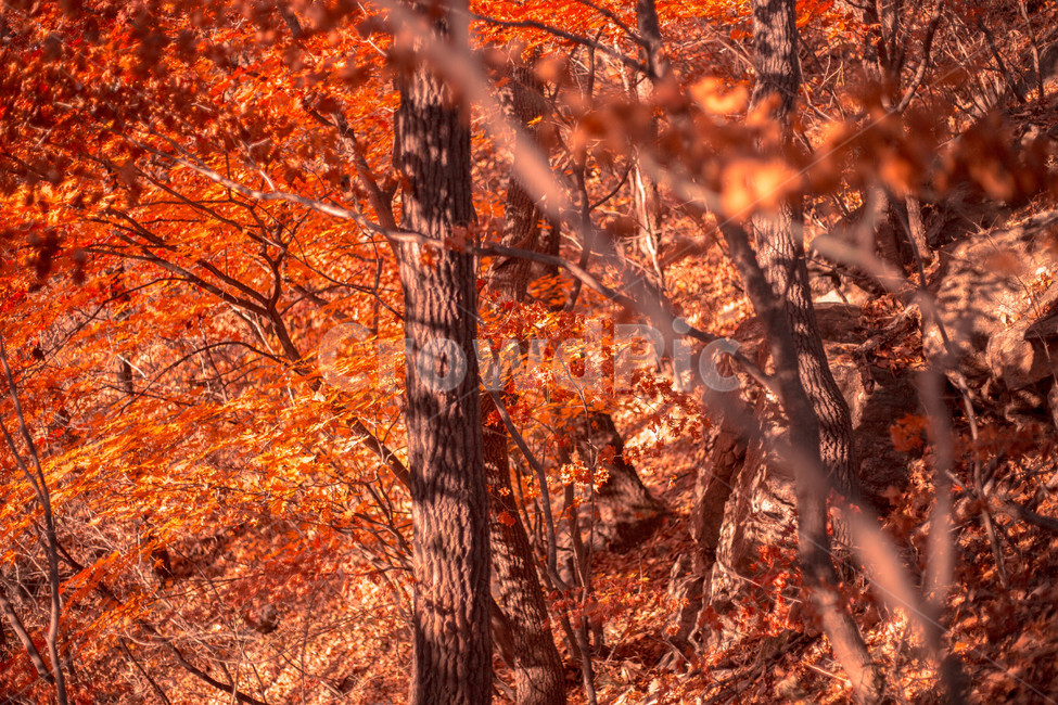 철마산,숲,나무,단풍,가을,주황,단풍나무,가을,계절,fall,autumn,season,자연,풍경,nature,landscape,plant,식물,leaf,잎,tree