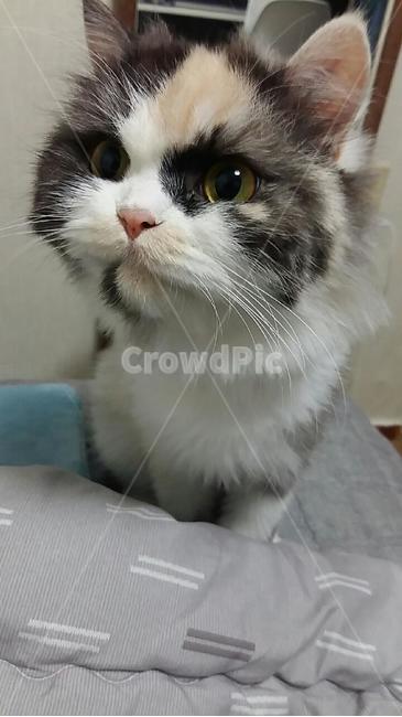고양이,스코티쉬,반려묘,고양이화보,이쁜고양이,동물,animal,포유류,mammal,고양이,cat,kitten,kitty