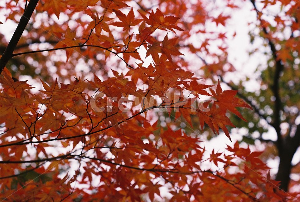 단풍나무,가을,단풍,풍경,내장산,가을,계절,fall,autumn,season,식물,자연,plants,nature,leaf,잎,plant,tree,나무