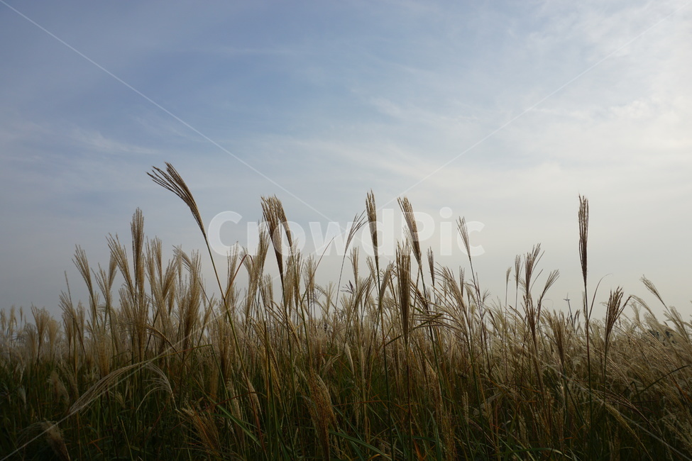 grass,억새,억새풀,가을,식물