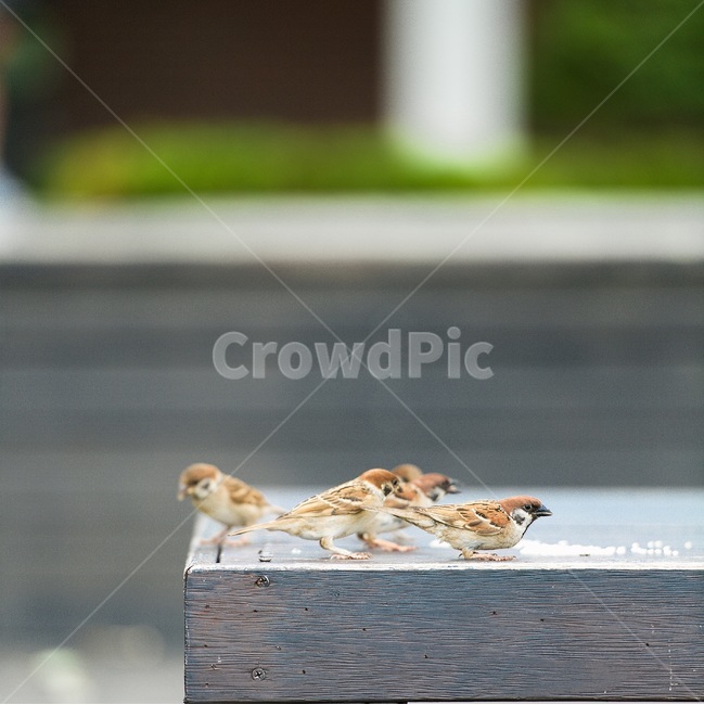 참새,새,조류,야생,공원,작은새,동물,animal,조류,새,birds