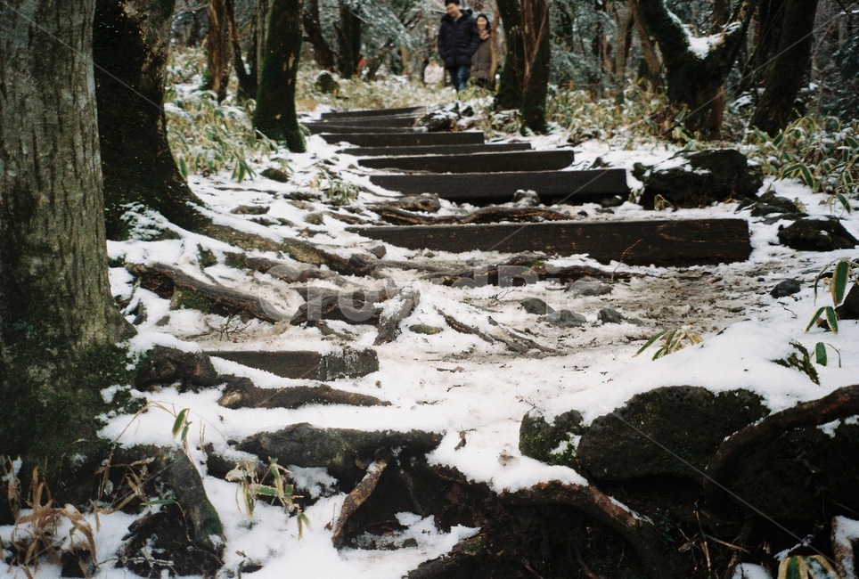 눈,눈길,산,등산,겨울,겨울등산,나무,식물,나무줄기,tree,plant,treetrunk,snow,winter,겨울,계절,winter,season