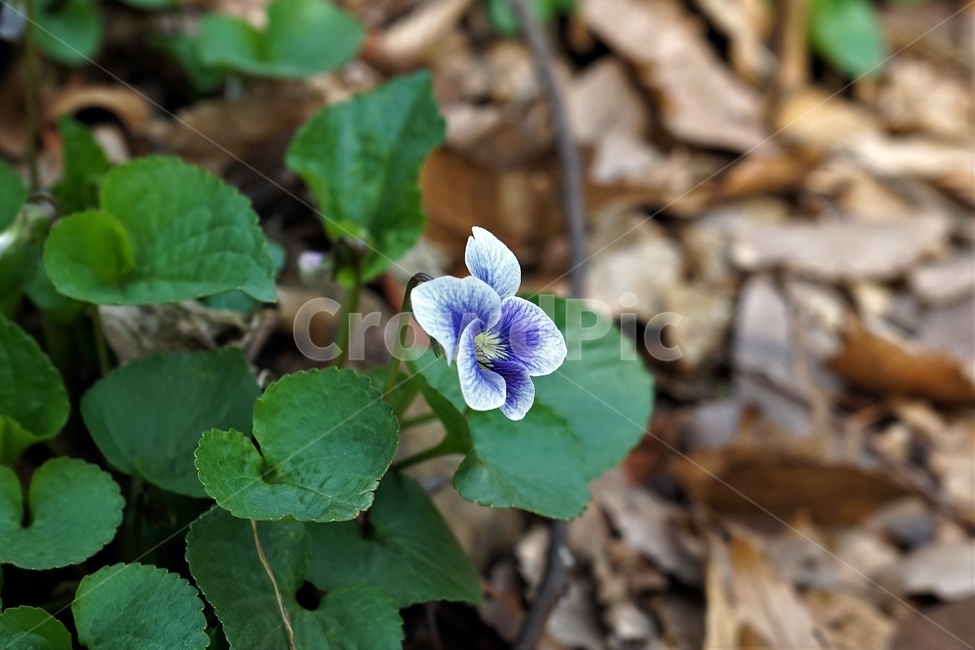 미국제비꽃,제비꽃,봄,식물,꽃,bloom,beautiful,plant,flower,식물,자연,plants,nature,꽃,flower