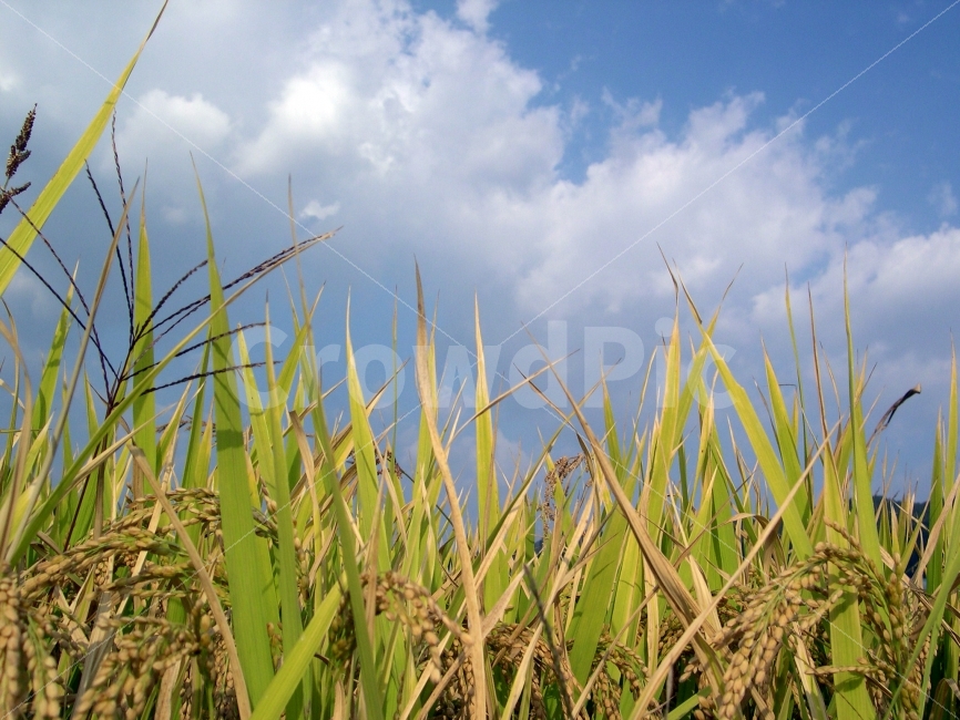벼,추수,농사,농업,쌀,가을,식량,식물,자연,plants,nature
