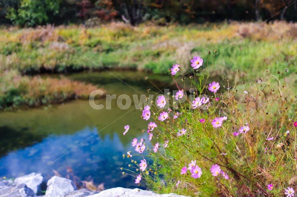 nature,자연,outdoors,옥외,water,물,식물,자연,plants,nature