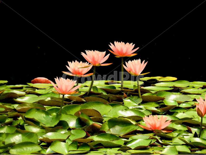 삭물,꽃,자연,연꽃,풍경,식물,자연,plants,nature,꽃,flower