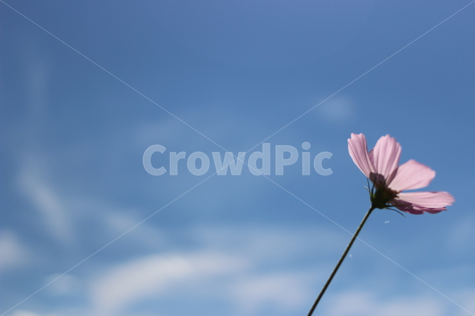 꽃,구름,하늘,분홍,봄,가을,계절,fall,autumn,season,식물,자연,plants,nature,꽃,flower,plant,blossom,daisy,데이지,daisies