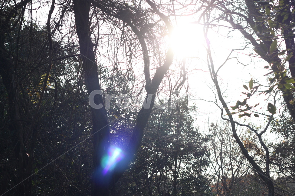 빛,자연,나무,숲,햇빛,식물,자연,plants,nature,나무,trees,wood,휴식,힐링,rest,relaxation,healing