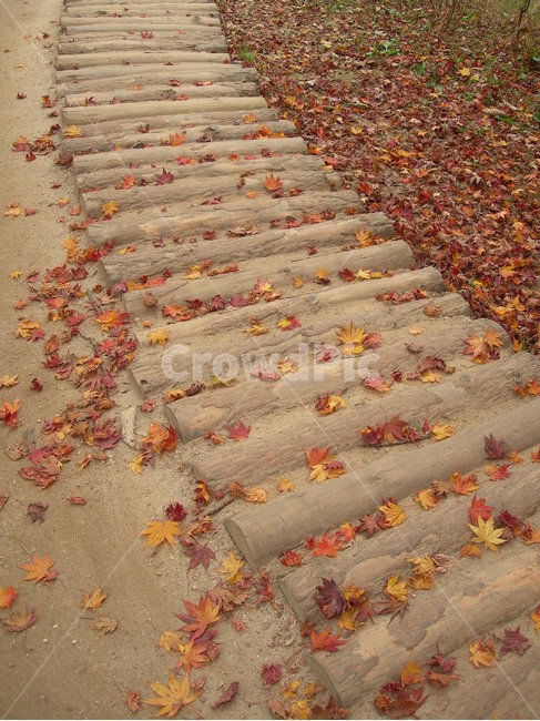 길,낙옆,가을,나무,단풍,붉은,산책,공원,way,leave,autumn,maple,walking,park,red