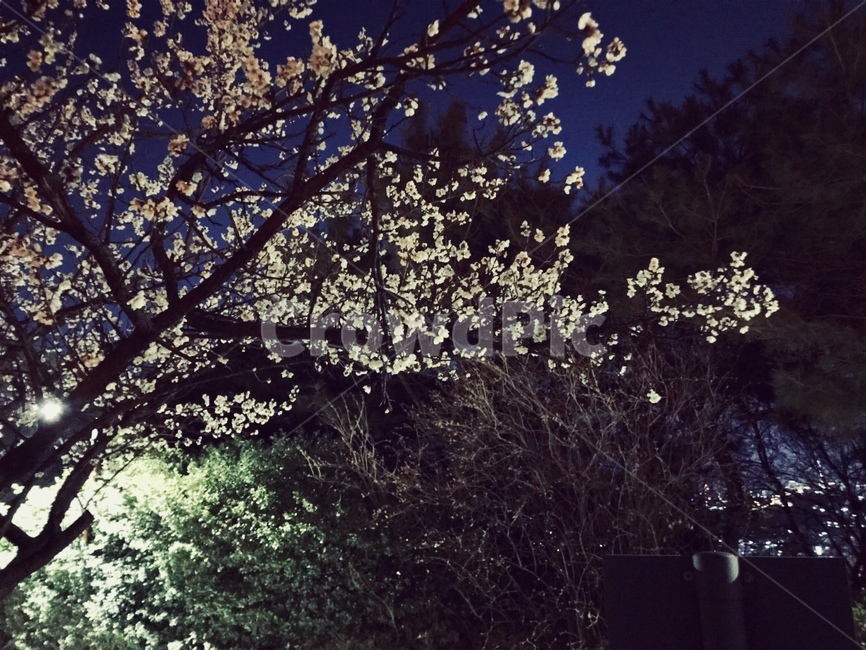 꽃,벚꽃,나무,밤,하늘,야경,조명,풀,산,봄,계절,spring,season,식물,자연,plants,nature,꽃,flower,plant