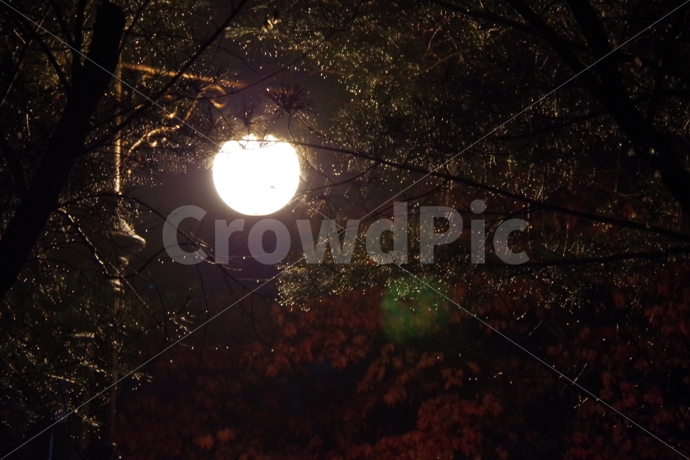비내린날,비,비내린공원,밤,공원,나무,야경,밤,풍경,nightscape,night,landscape,nature,자연,outdoors,옥외