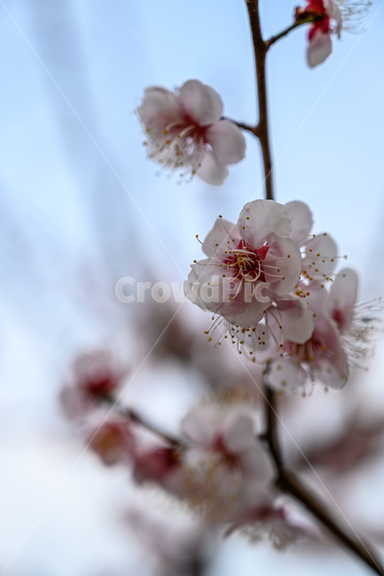 plant,식물,flower,blossom,꽃,벚꽃,sakura,식물,자연,plants,nature,꽃,flower