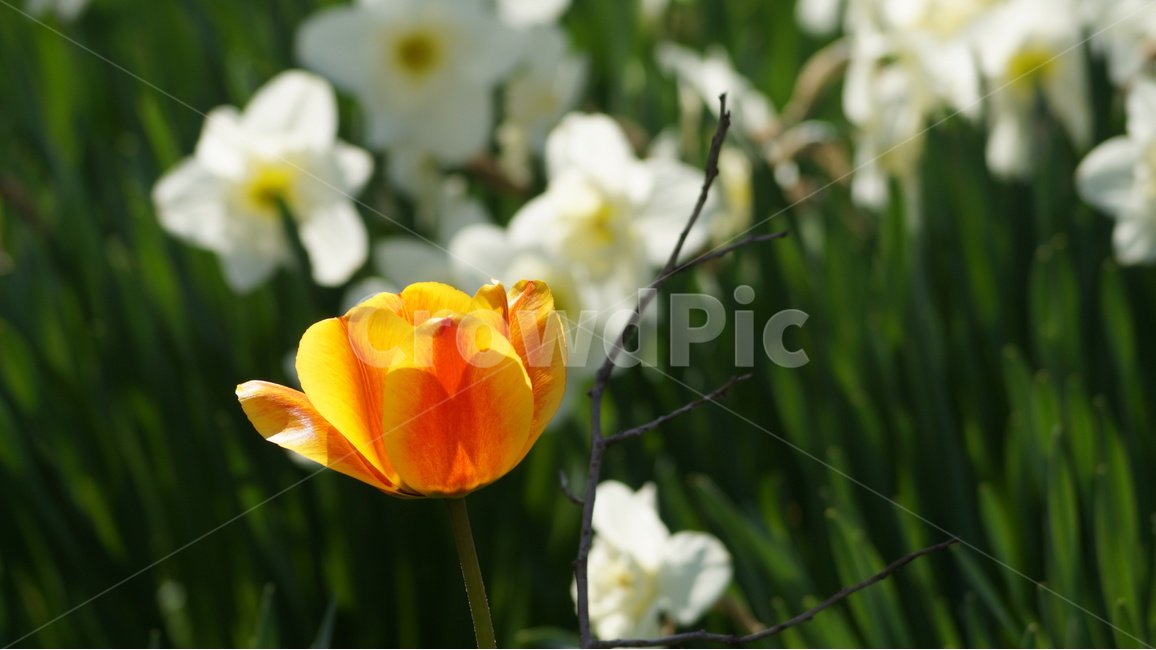 꽃,봄꽃,자연,풍경,튜울립,수선화,봄,계절,spring,season,식물,자연,plants,nature,꽃,flower,plant,blossom