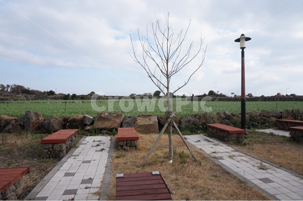 공원,풍경,자연,초원,봄,자연,풍경,nature,landscape,한국자연풍경,한국자연경관,korea nature landscape,제주도,jeju,jeju island,flagstone,판석,wood,나무