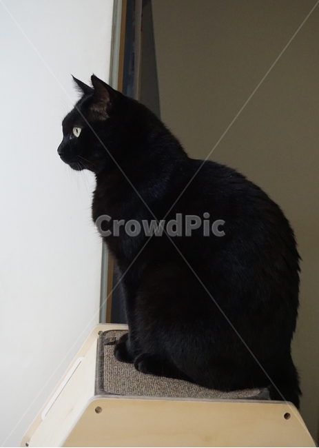 고양이,동물,코리안숏헤어,냐옹이,검은고양이,코숏,동물,animal,포유류,mammal,고양이,cat,kitten,kitty