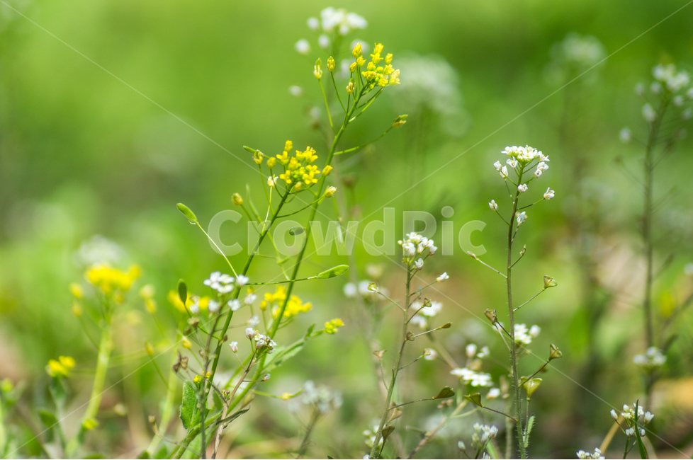 봄,꽃,spring,flower,초록,봄,계절,spring,season,식물,자연,plants,nature,꽃,flower,blossom,plant