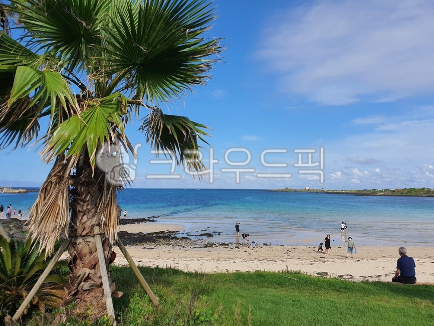여름,야자수,바다,제주도,우도,summer,palmtree,힐링,outdoors,옥외,해안선
