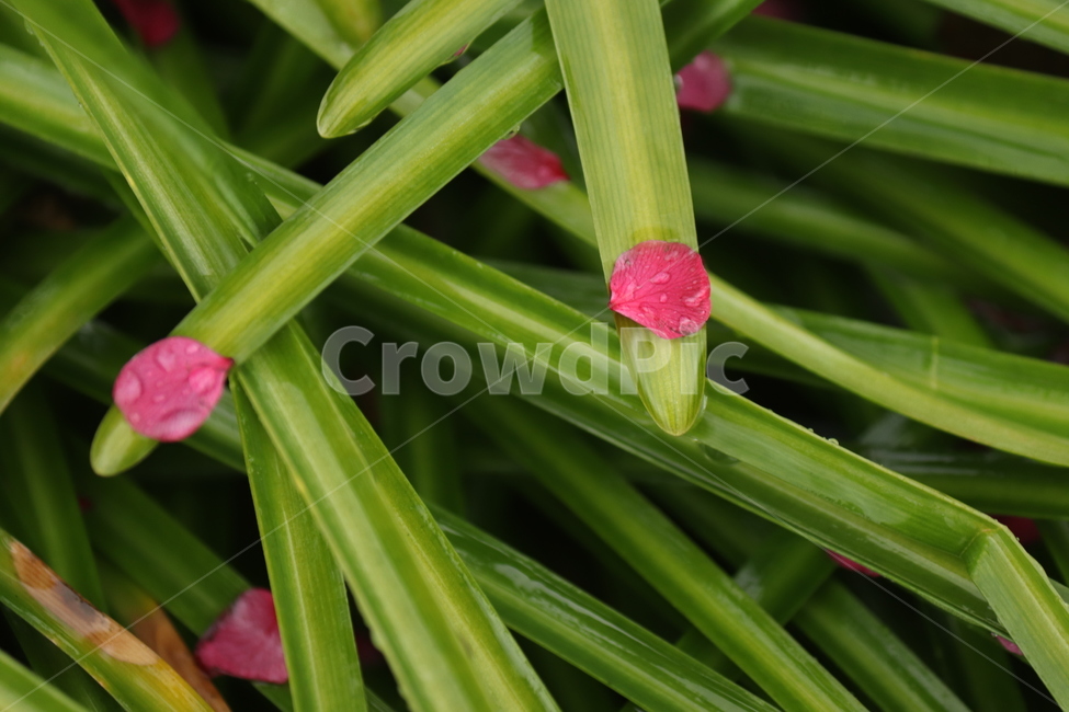식물,꽃,flower,낙화,꽃잎,감성,배경화면,식물,자연,plants,nature,꽃,flower