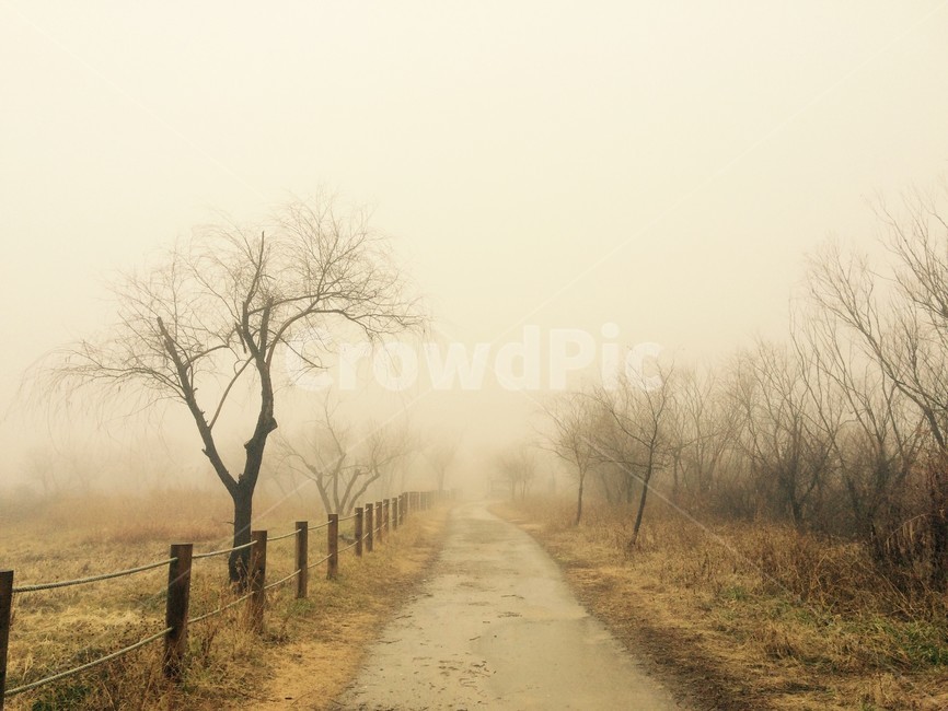 하늘,갈대,가을,감성사진,안개,나무,길,공원,자연,풍경,nature,landscape,weather,날씨,outdoors,옥외