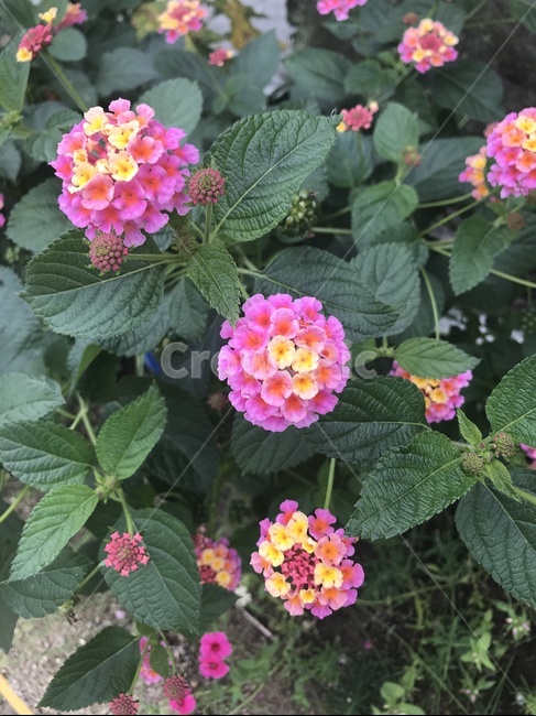 란타나,칠변화,통화식물,정원수,예쁜,열대,lantanacamara,식물,자연,plants,nature,꽃,flower