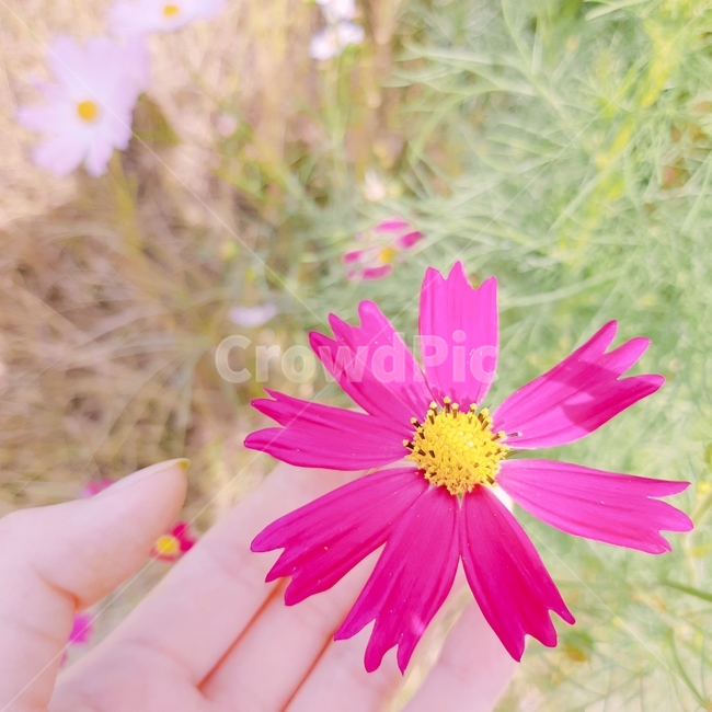 코스모스,가을,감성,색감,손,꽃,가을,계절,fall,autumn,season,식물,자연,plants,nature,꽃,flower,색깔,색상,색채,색감,color sense,color sensitivity,feeling of color,plant