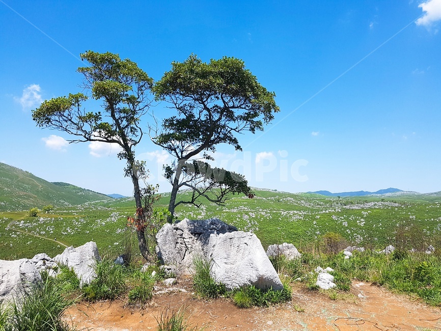 일본,야마구치,관광,구름,warm,초원,秋吉台,world,세계,touristattraction,풍경,yard,해외,나무,들판,푸른하늘,자연,풍경,nature,landscape,ground,바닥,outdoors,옥외,grassland,목초지,field,들,savanna,대초원