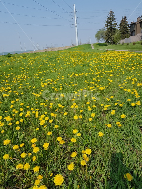 해외,캘거리,민들레,꽃,풍경