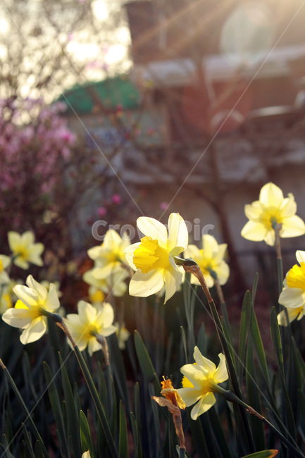 꽃,flower,narciscuss,수선화,봄꽃