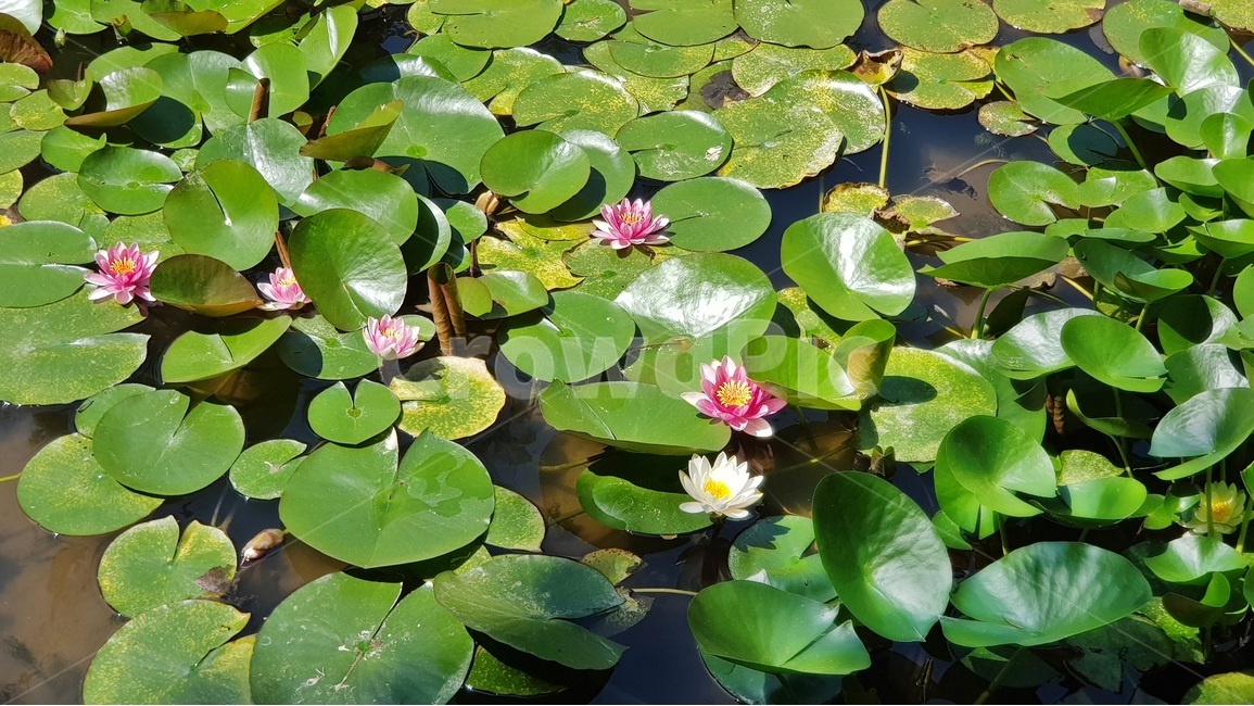 연꽃,절,연못,시원,내소사,작은연꽃,식물,자연,plants,nature,꽃,flower