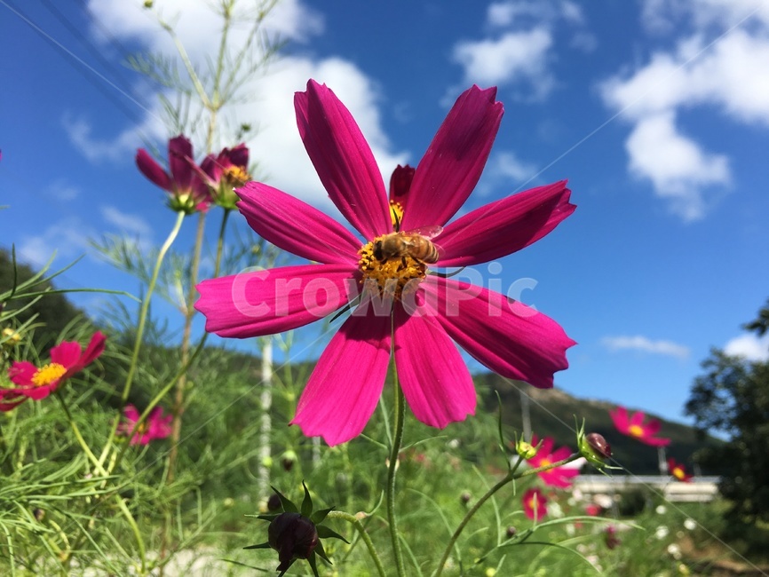 코스모스,flower,꽃,가을,식물,빨강코스모스,적코스모스,빨간코스모스