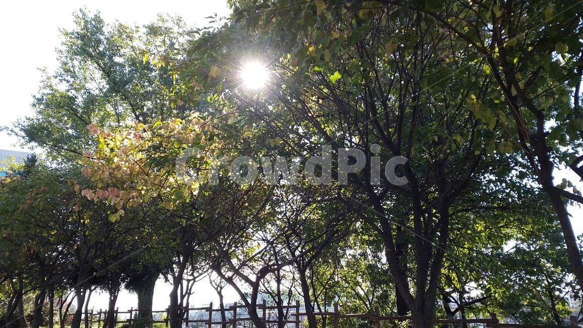 산책길,공원길,숲길,오솔길,도심속산책로,맑은아침,따사로운햇살,나무사이로비치는햇살,맑은날씨,상쾌한산책길,집근처산책길,싱그러운나무,초록색나무,봄길,여유,녹음,여유로운산책,한가로운오후