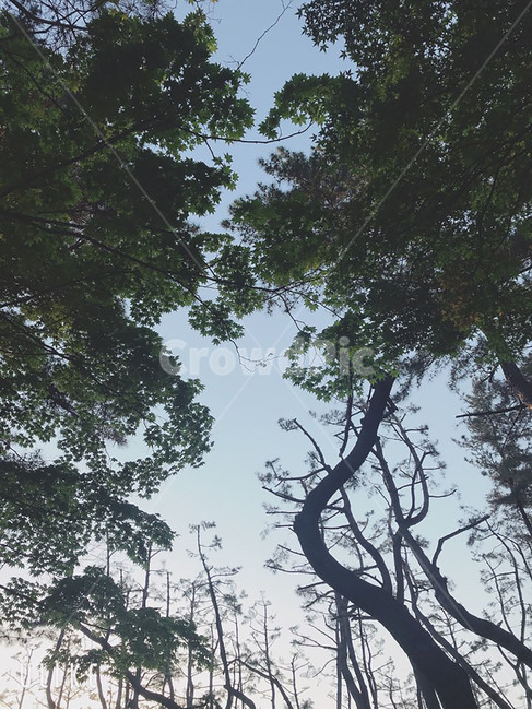 경주,나무,하늘,공원,힐링,감성,한국자연풍경,소나무,여행,저녁,여름,nature,trees