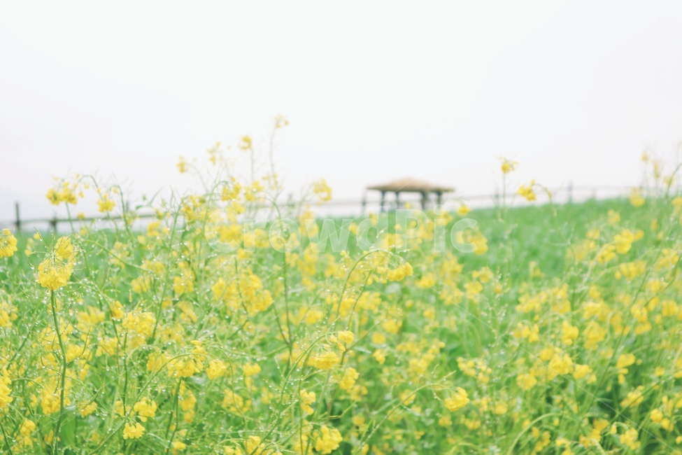유채꽃,꽃,flower,봄,spring,봄,계절,spring,season,식물,자연,plants,nature,꽃,flower,감성,sensible,feeling,field,들,grassland,목초지,outdoors,옥외