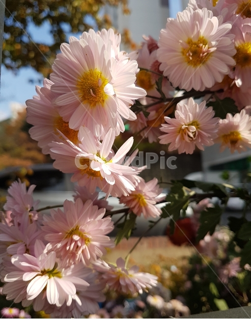 국화,꽃,자연,식물,분홍,flower,nature,pink