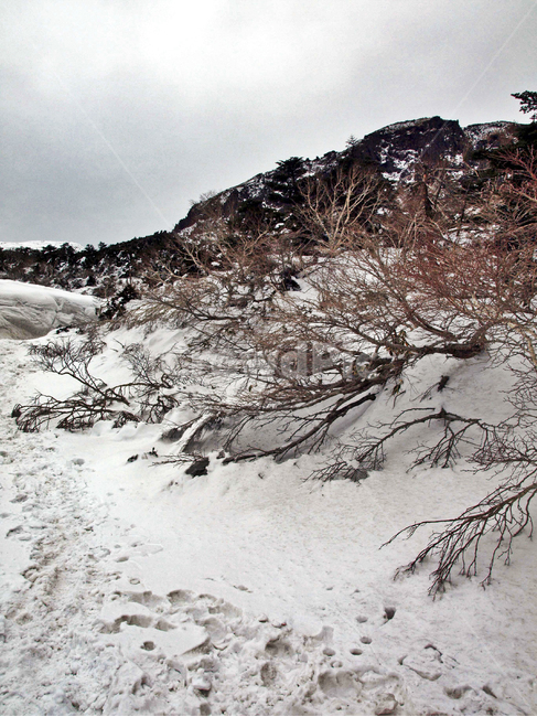 어리목,제주도,한라산,겨울산,겨울,설경,설화,눈,발자국,겨울,계절,winter,season,자연,풍경,nature,landscape,outdoors,옥외,snow