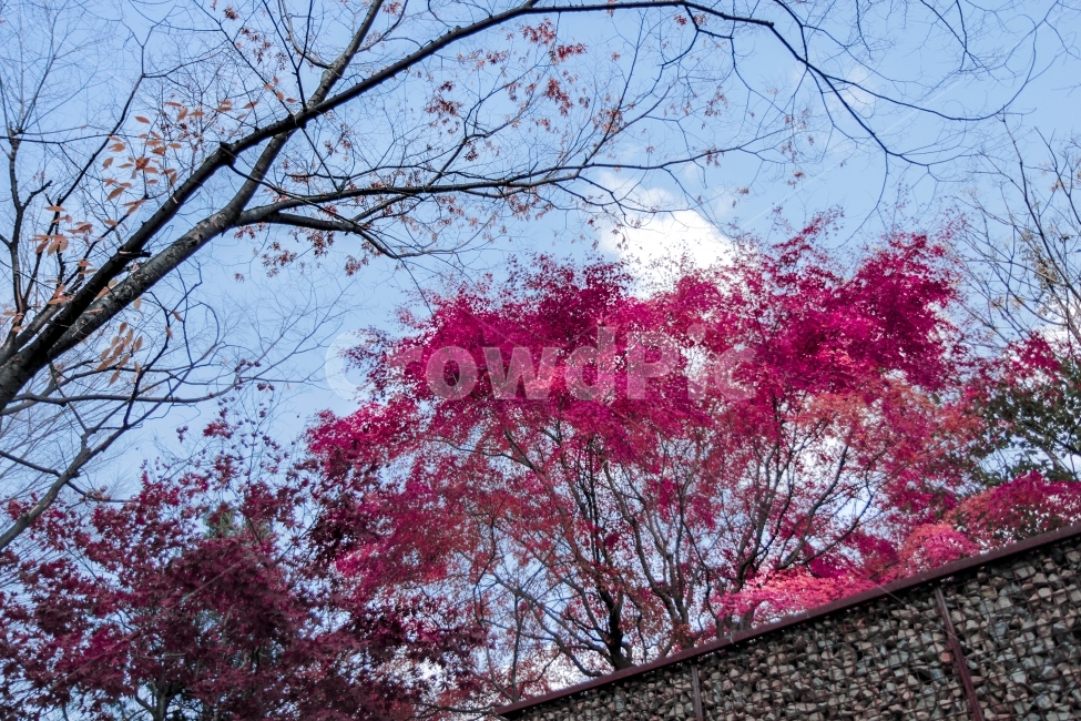 삼청동,가을,단풍,단풍나무,가을하늘,붉은,가을,계절,fall,autumn,season,식물,자연,plants,nature,나무,trees,wood,plant,tree