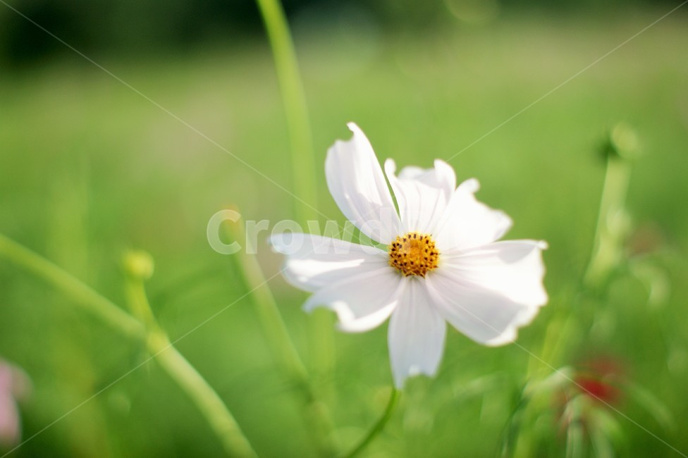 코스모스,가을,가을꽃,꽃,식물,식물,자연,plants,nature,꽃,flower