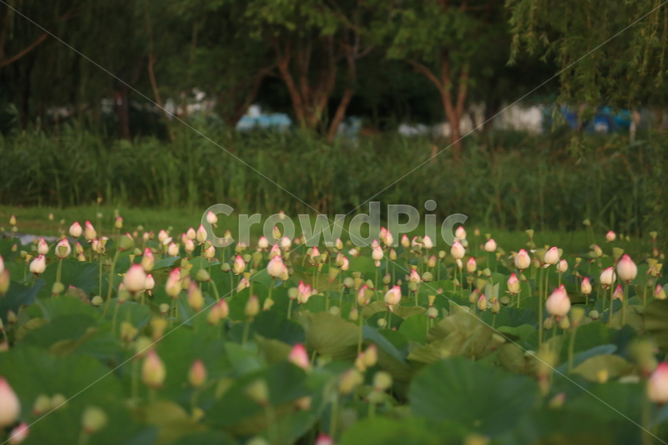 부산,삼락공원,노을,연꽃,꽃,정자,수련,자연,풍경,nature,landscape,plant,식물,blossom,flower
