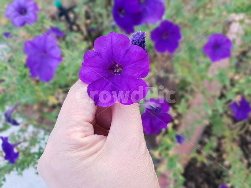 꽃,식물,여름,자연,plants,nature,green,분홍,여자손,보라색,식물,자연,plants,nature,꽃,flower,사람,인물,인간,human,person,신체일부,몸,body