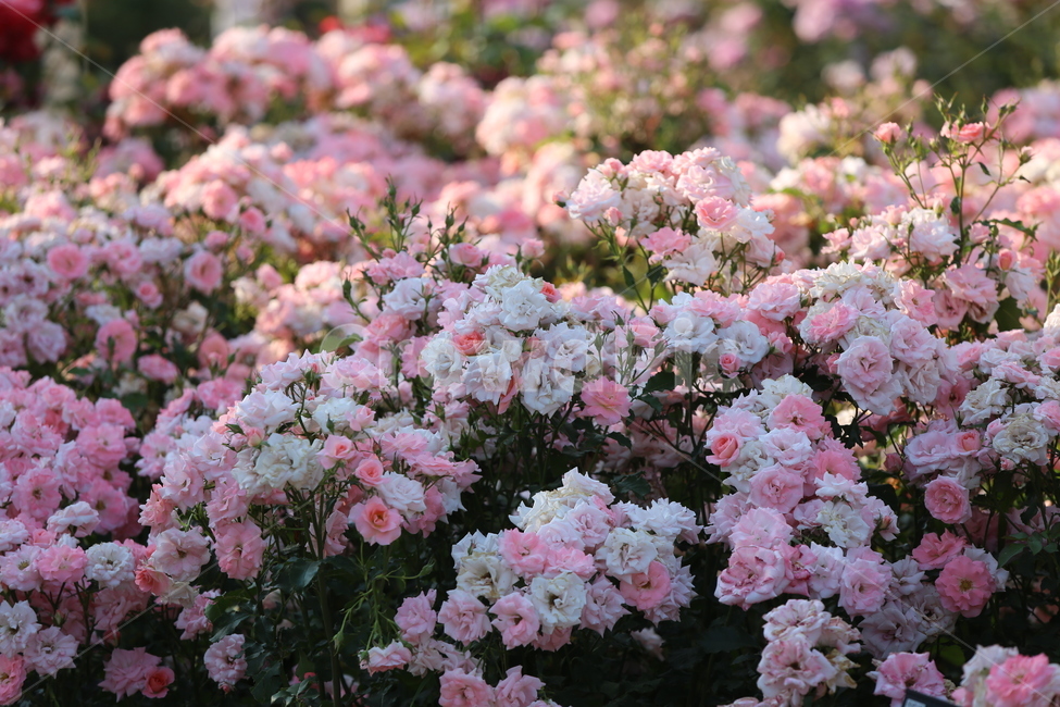 꽃,꽃잎,색,컬러,아름다운,색깔,형형색색,flower,장미,장미공원,식물,자연,plants,nature,꽃,flower