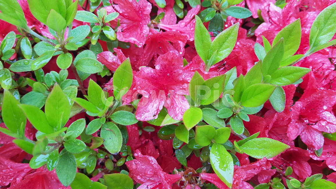 plant,식물,잎,물방울,이슬,꽃,쨍한,dew,natual,자연,green,초록색,촉촉한,식물,자연,plants,nature,꽃,flower