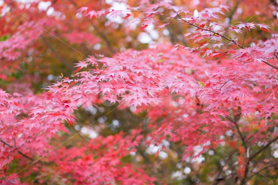 가을,단풍,단풍잎,빨강,낙엽,계졀,fall,autumn,season,식물,자연,plants,nature,나무,trees,wood,가을,계절,fall,autumn,season,식물,자연,plants,nature,나무,trees,wood,plant,leaf,잎,tree,maple