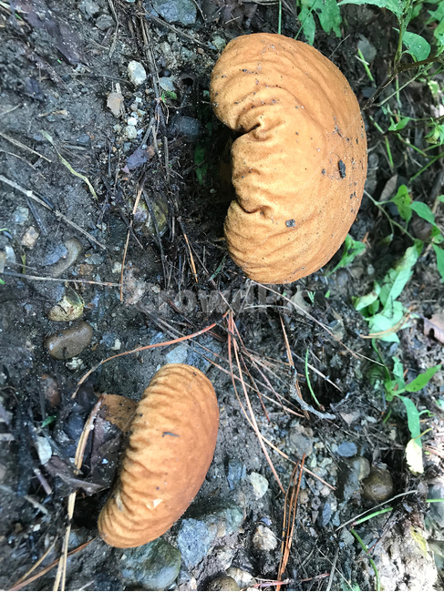 버섯,mushroom,식물,plants,자연,nature,버섯,mushroom