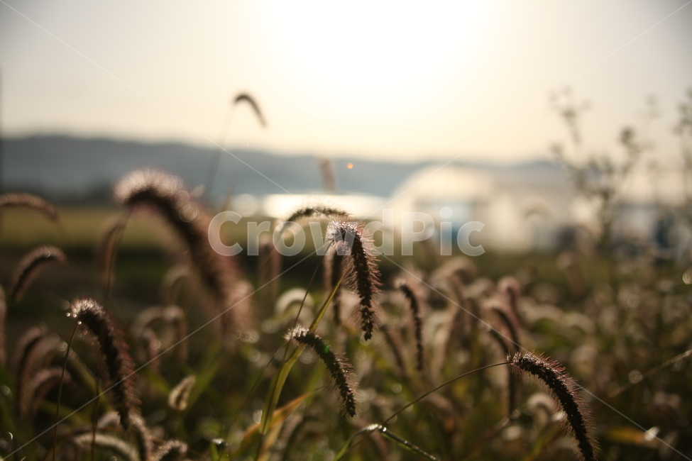 강아지풀,노을지는강아지풀,들판,가을풍경,내추럴,식물,자연,plants,nature