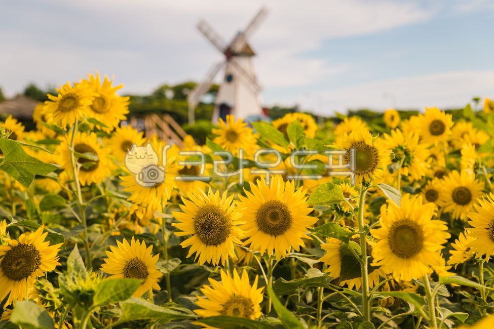 plant,sunflower flower,sunflower field,Haerabari scenery,sunflower,flower