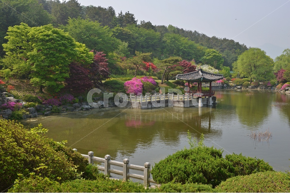 충남,대전,현충원,국립현충원,현충지,pond,못,garden,정원,연못,반영,현충지봄,철쭉,철쭉꽃,봄,계절,경치,경관,풍경,outdoors,옥외,nature,자연,water,물,plant,식물,tree,나무,정자,쉼터