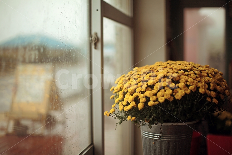 감성,감성사진,비,꽃,국화,비오는날,식물,자연,plants,nature,꽃,flower,실내용화초,화분,화초,house plant,감성,sensible,feeling,인테리어,실내디자인,interior design