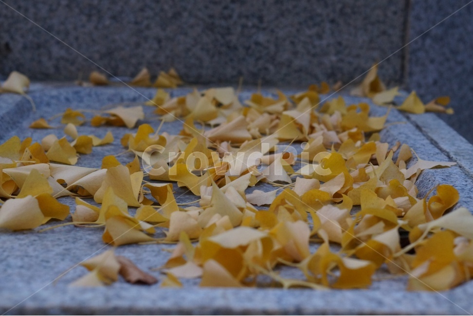 leaf,잎,plant,식물,감성샷,가을,계절,fall,autumn,season